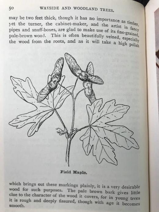 约1940年 路边与林地树木图鉴 200余幅插图（24幅彩色） 精装36开 商品图13