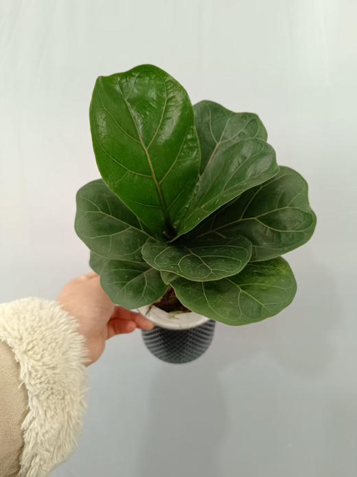 现货轻奢水培琴叶榕 商品图1