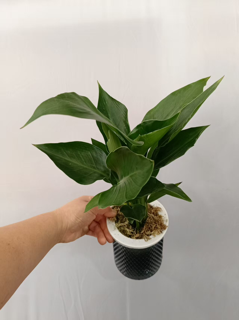 现货轻奢水培天堂鸟