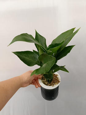 现货轻奢水培天堂鸟