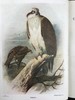 1919-1920年 不列颠群岛鸟类与鸟卵图鉴（2卷） 455幅彩色插图 漆布精装64开 商品缩略图2