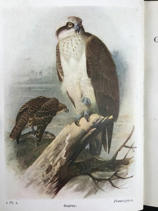 1919-1920年 不列颠群岛鸟类与鸟卵图鉴（2卷） 455幅彩色插图 漆布精装64开 商品图2