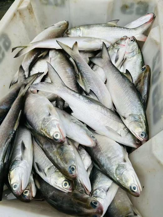 xm❥少量少量！！！今天刚回港的深海午鱼/马友鱼 富含DHA和ARA，肉质嫩到无可挑剔，入口，很嫩很滑，咀嚼一下香气满口😋顺丰活冻锁鲜安排发货！ 商品图2