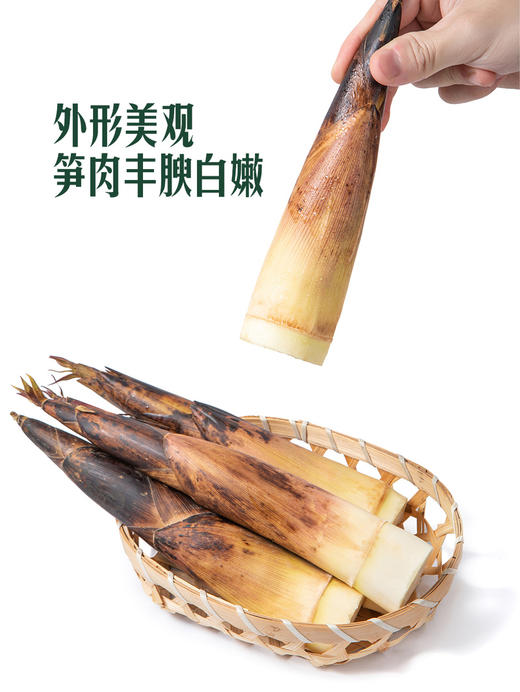 MM 山姆 雷竹笋（春笋）600g 商品图2