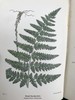 1908年 路旁与林地蕨类植物图鉴 143幅插图 精装64开 商品缩略图2