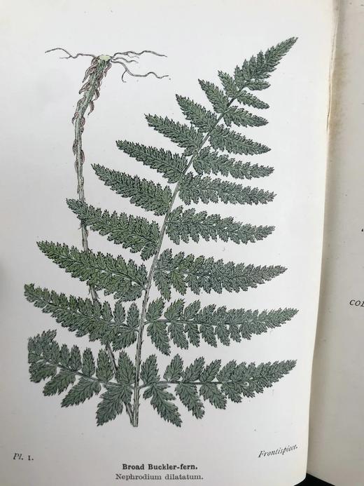 1908年 路旁与林地蕨类植物图鉴 143幅插图 精装64开 商品图2