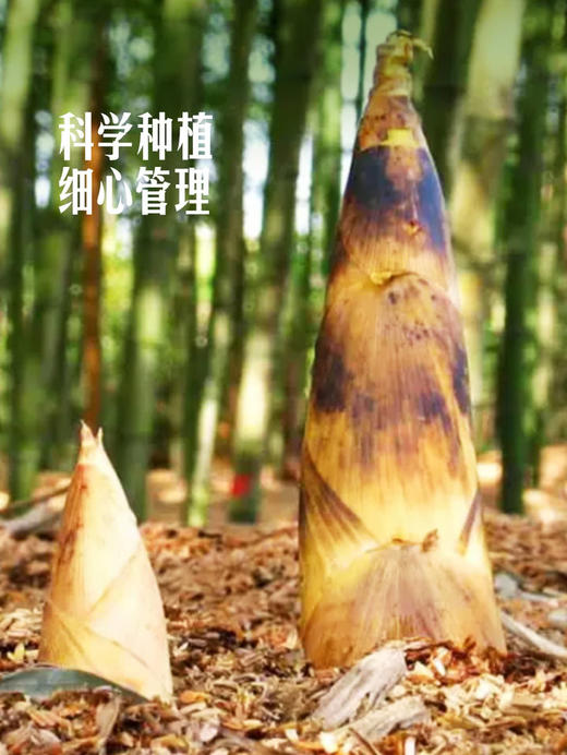 MM 山姆 雷竹笋（春笋）600g 商品图4