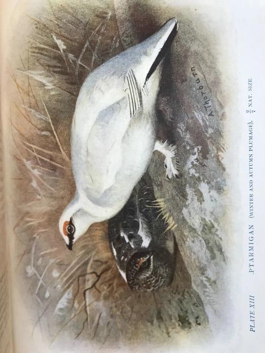 1911年 赫德森《英国鸟类》 8幅彩色百余幅黑白插图 全真皮精装32开 商品图8