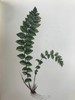 1922年 路旁与林地蕨类植物图鉴 143幅插图 精装64开 商品缩略图7