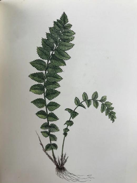 1922年 路旁与林地蕨类植物图鉴 143幅插图 精装64开 商品图7