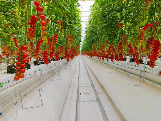 【高原七彩番茄调色桶】无激素、无农残、无重金属，皮薄多汁，口口爆浆，酸甜可口-CC 商品图1