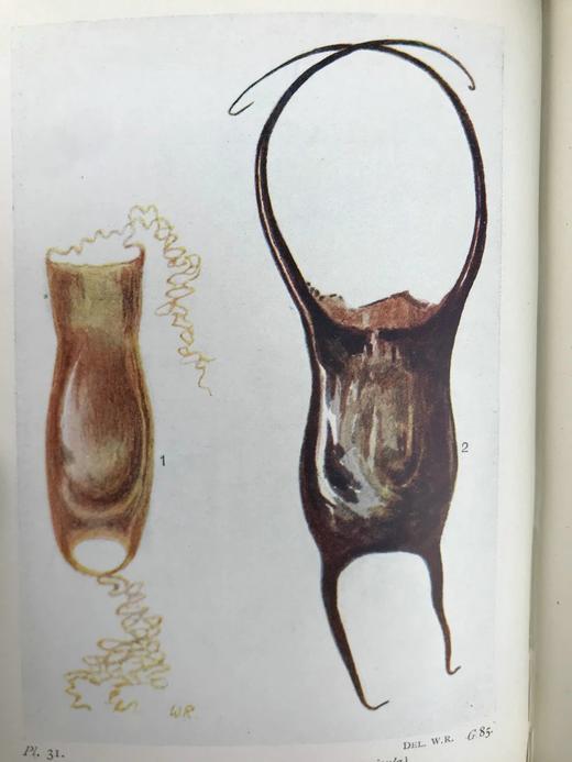 1928年 海洋生物图鉴 384幅插图（167幅彩色） 精装64开 商品图10