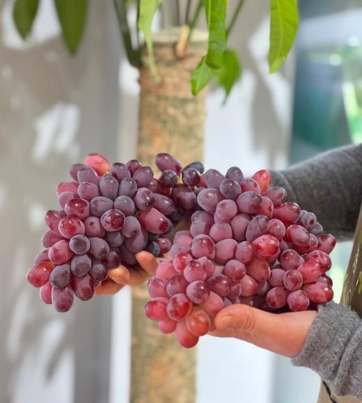 周日取货：【澳洲无籽红提】一份1.5斤左右，脆嫩，无籽，纯甜。 商品图1