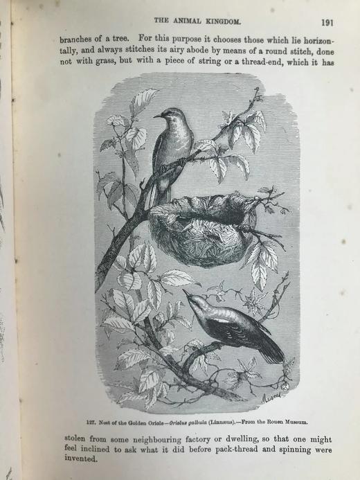 工坊特装本！1906年 宏观与微观宇宙 276幅版画插图 全真皮精装大32开 商品图11