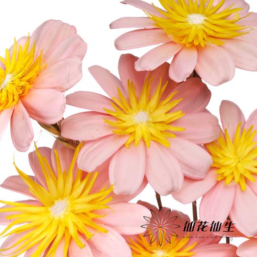 永生花 | 小葵花粉色 商品图3