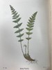 1922年 路旁与林地蕨类植物图鉴 143幅插图 精装64开 商品缩略图11