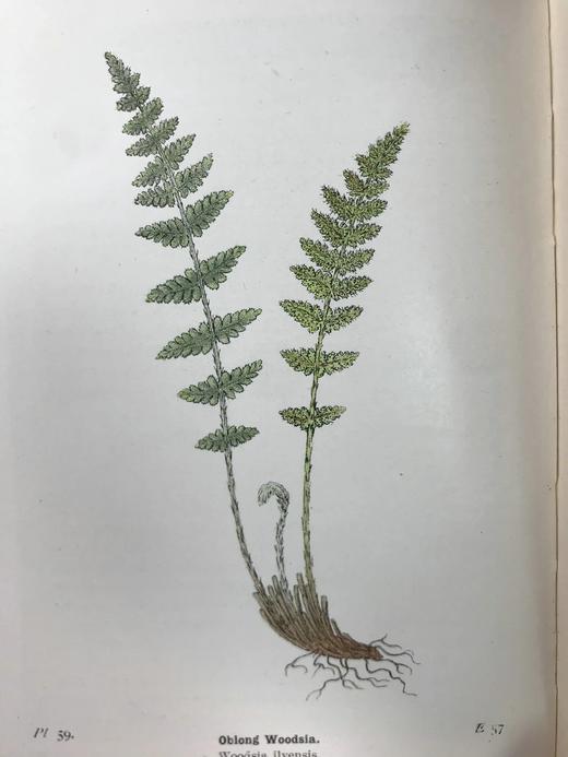 1922年 路旁与林地蕨类植物图鉴 143幅插图 精装64开 商品图11