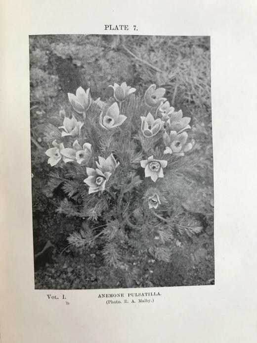 1919年 雷金纳德·法勒《英国岩石园》（全2卷） 105幅插图 真皮精装18开 商品图6