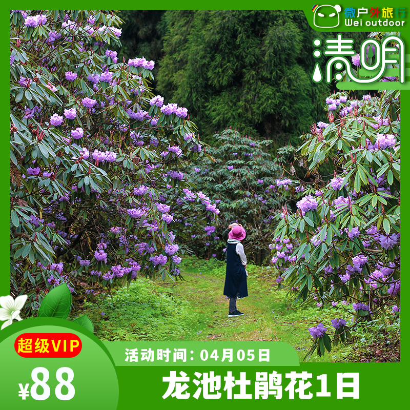 【龙池杜鹃】（4.5）不用去贵州百里，成都龙池杜鹃美到不敢想象