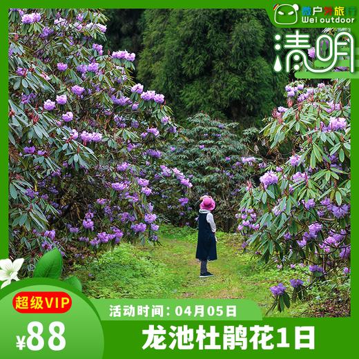 【龙池杜鹃】（4.5）不用去贵州百里，成都龙池杜鹃美到不敢想象 商品图0