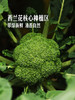 MM 山姆 西兰花 1kg 商品缩略图4