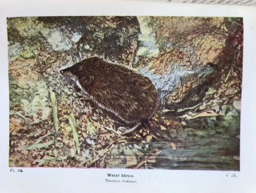 1946年 不列颠群岛动物生命图鉴 111余幅插图（48幅彩色） 精装36开 商品图7