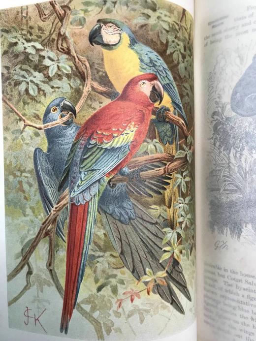 1893-96年 皇家自然史（全6卷） 千余幅版画插图（含大量套色版画） 真皮精装16开 商品图14