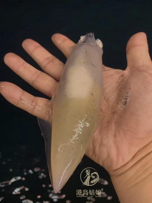 &【爆抢！！！】东山岛特定海域灯捕带籽小管，肉质更紧实脆嫩，籽满肉厚肉净无沙，顺丰活冻锁鲜 跟海边现捕上岸一模一样 商品图4