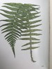 1922年 路旁与林地蕨类植物图鉴 143幅插图 精装64开 商品缩略图5