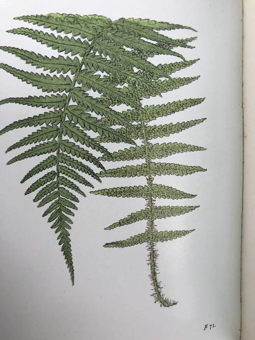 1922年 路旁与林地蕨类植物图鉴 143幅插图 精装64开 商品图5