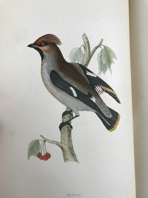 1870年 莫里斯《英国鸟类史》（全6卷） 358幅套色版画插图 漆布精装16开 商品图9