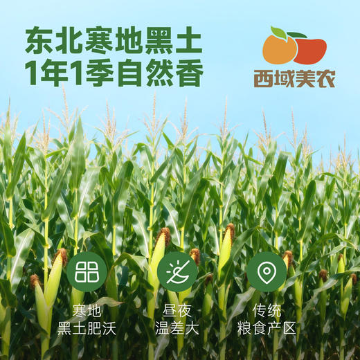 西域美农糯玉米240g*8根 东北黄糯玉米棒 低脂粗粮 早餐苞米 杂粮 商品图1