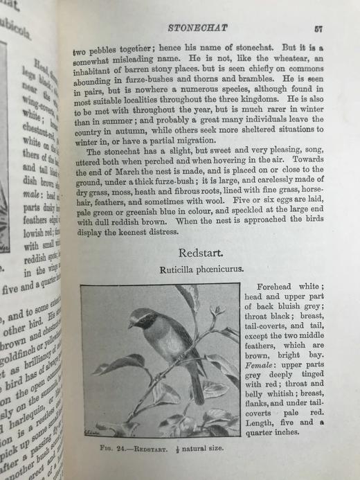 1911年 赫德森《英国鸟类》 8幅彩色百余幅黑白插图 全真皮精装32开 商品图11