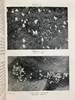 1919年 雷金纳德·法勒《英国岩石园》（全2卷） 105幅插图 真皮精装18开 商品缩略图3