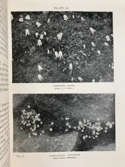 1919年 雷金纳德·法勒《英国岩石园》（全2卷） 105幅插图 真皮精装18开 商品图3