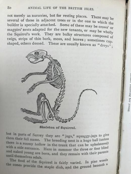 1921年 不列颠群岛动物生命图鉴 111余幅插图（48幅彩色） 精装64开 商品图13