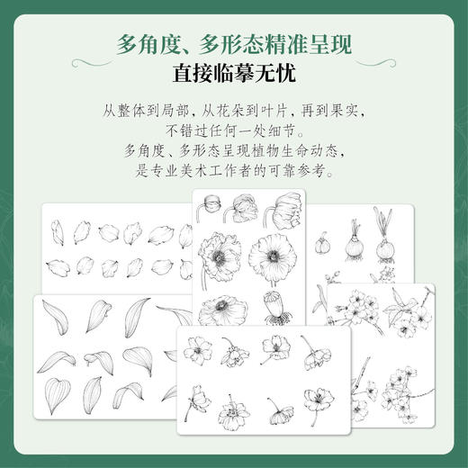 植物速写图谱 植物手绘速写教程植物插画自然美学临摹线稿 植物图谱插画素材写生 商品图2
