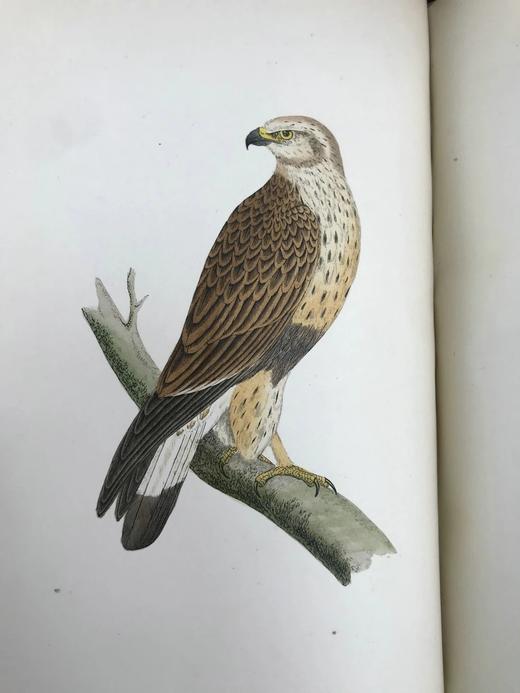 1870年 莫里斯《英国鸟类史》（全6卷） 358幅套色版画插图 漆布精装16开 商品图7