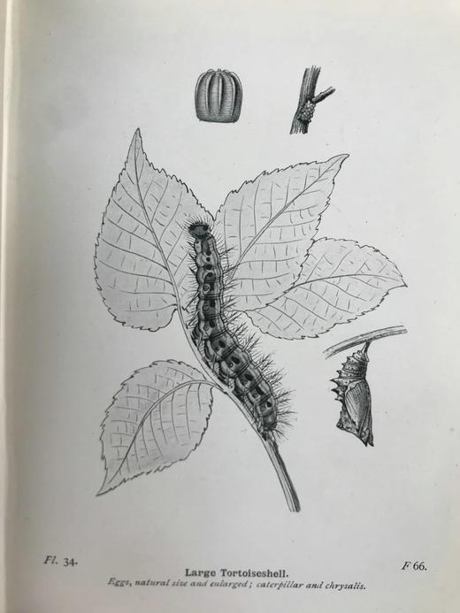 1906年 不列颠群岛蝴蝶图鉴 450幅彩色插图 精装64开 商品图11