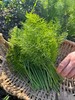 鲜小茴香200g 商品缩略图0