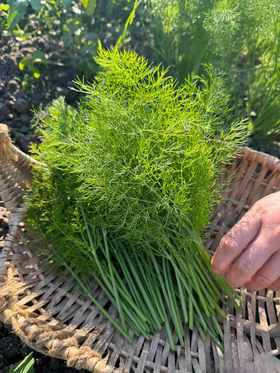 鲜小茴香200g