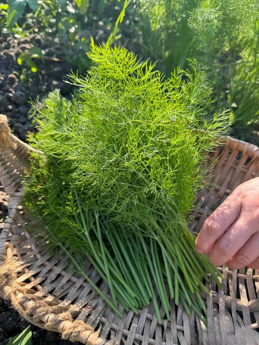 鲜小茴香200g 商品图0