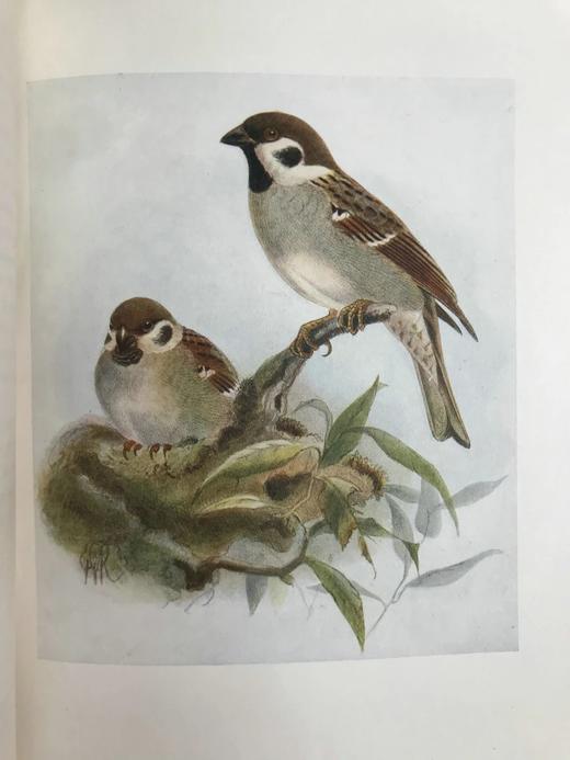 工坊特装本！1907年 英国鸟类图鉴 100幅彩色插图 真皮精装18开 商品图7