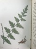 1908年 路旁与林地蕨类植物图鉴 143幅插图 精装64开 商品缩略图7