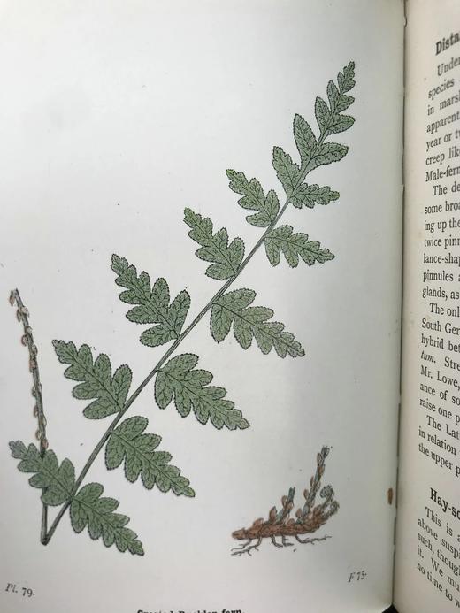 1908年 路旁与林地蕨类植物图鉴 143幅插图 精装64开 商品图7