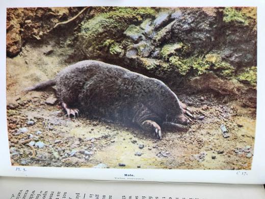 1921年 不列颠群岛动物生命图鉴 111余幅插图（48幅彩色） 精装64开 商品图5