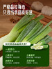 MM 山姆 有机大葱 500g 商品缩略图4