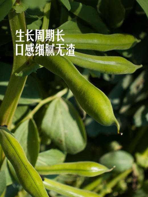 MM 山姆 鲜凤蚕豆仁 400g 商品图5