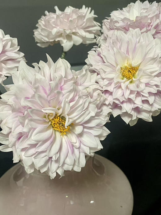 【新花派】大丽花~陈映君 嫩粉色 约5枝/扎 商品图2