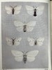 1907-1908年 不列颠群岛蛾类图鉴（2卷） 千余幅彩色插图 精装64开 商品缩略图13